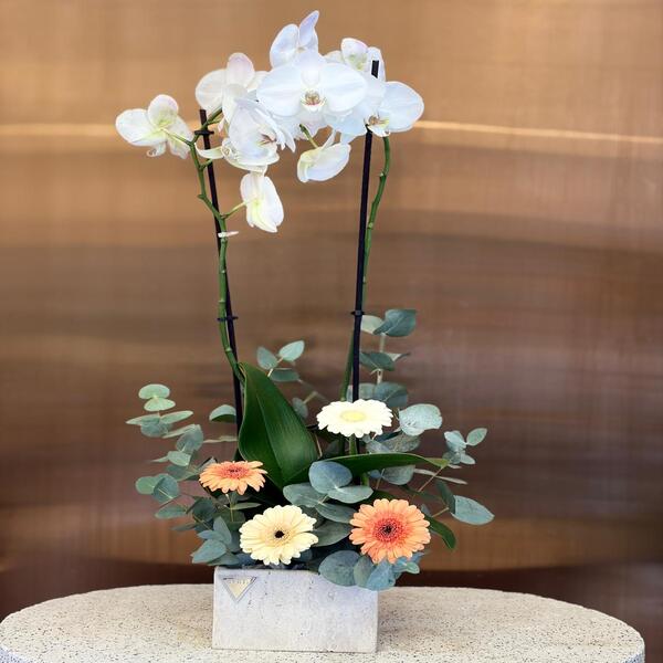 e22afff5_WhatsApp Image 2026-03-31 at 1.40.58 PM 1.jpeg